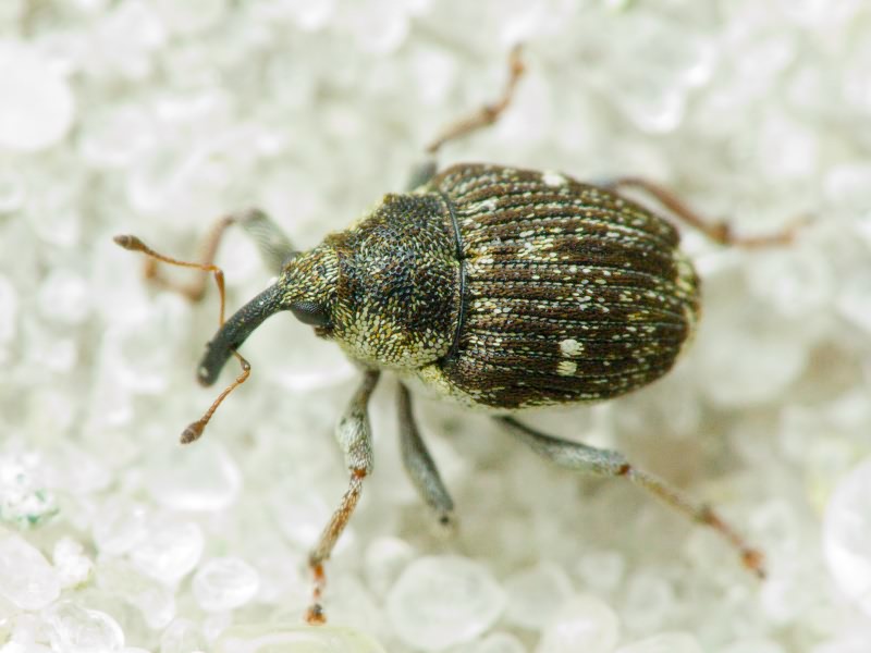 Nedyus quadrimaculatus (Linnaeus, 1758)